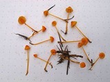 Mycena strobilinoidea image
