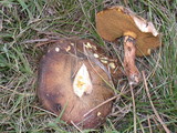 Suillus luteus image