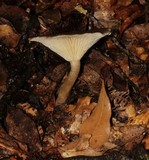Ampulloclitocybe clavipes image