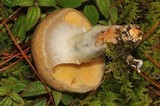 Suillus cothurnatus image