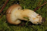 Suillus cothurnatus image