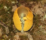 Retiboletus flavoniger image