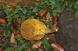 Retiboletus flavoniger image