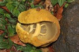Retiboletus flavoniger image