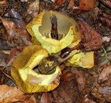 Retiboletus flavoniger image