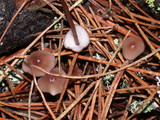Mycena purpureofusca image