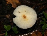 Leucocoprinus fragilissimus image