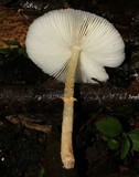 Leucocoprinus fragilissimus image