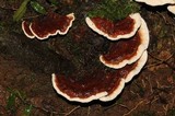 Ischnoderma benzoinum image
