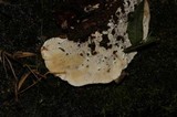 Ischnoderma benzoinum image