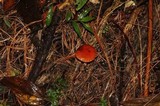 Leratiomyces squamosus var. thraustus image