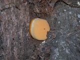 Ganoderma polychromum image