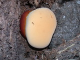 Ganoderma polychromum image