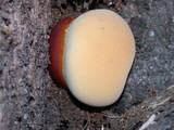 Ganoderma polychromum image