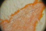Hohenbuehelia petaloides image
