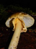 Amanita augusta image
