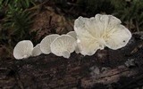 Cheimonophyllum candidissimum image