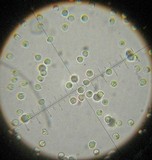 Cheimonophyllum candidissimum image