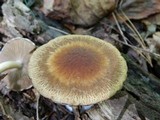 Psathyrella delineata image