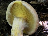 Suillus spraguei image