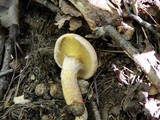 Suillus spraguei image