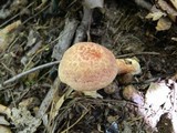 Suillus spraguei image