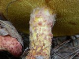 Suillus spraguei image