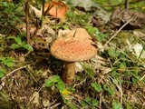 Suillus spraguei image