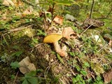 Suillus spraguei image