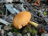 Cortinarius semisanguineus image