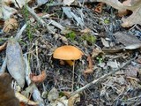 Cortinarius semisanguineus image