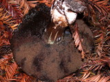 Tylopilus porphyrosporus image