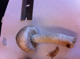 Agaricus californicus image