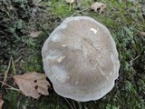Lyophyllum shimeji image