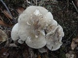 Lyophyllum shimeji image
