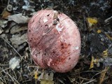 Hygrophorus russula image