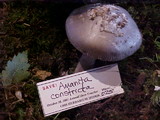 Amanita constricta image