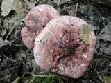 Hygrophorus russula image