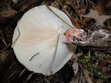 Hygrophorus russula image