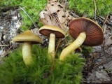 Cortinarius semisanguineus image