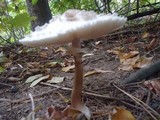 Chlorophyllum rachodes image