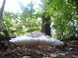 Chlorophyllum rachodes image