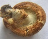 Cystodermella cinnabarina image