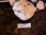 Amanita smithiana image