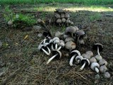 Coprinopsis romagnesiana image