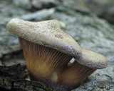 Panus conchatus image