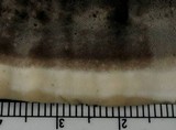 Bjerkandera fumosa image
