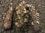 Strobilurus albipilatus image