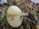 Lactarius chelidonium image