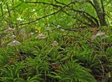 Mycena pusilla image